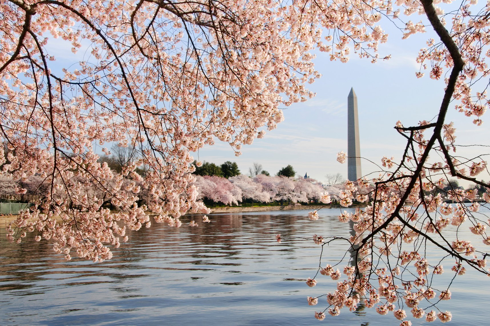 Washington DC cherry blossoms and monument